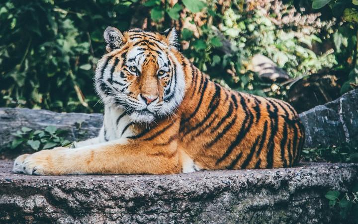 Tigre Attacca Bimbo Di 15 Mesi Madre Lo Salva Lotta A Mani Nude Con