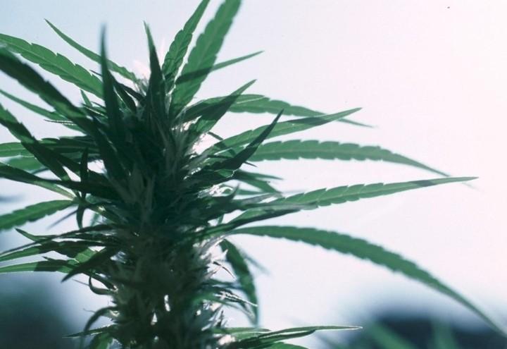 Marijuana_Foglie_Lapresse