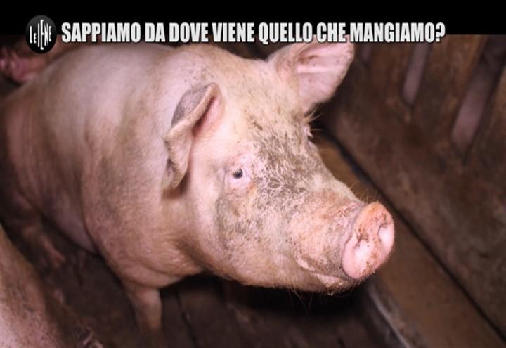 allevamento_maiali_iene