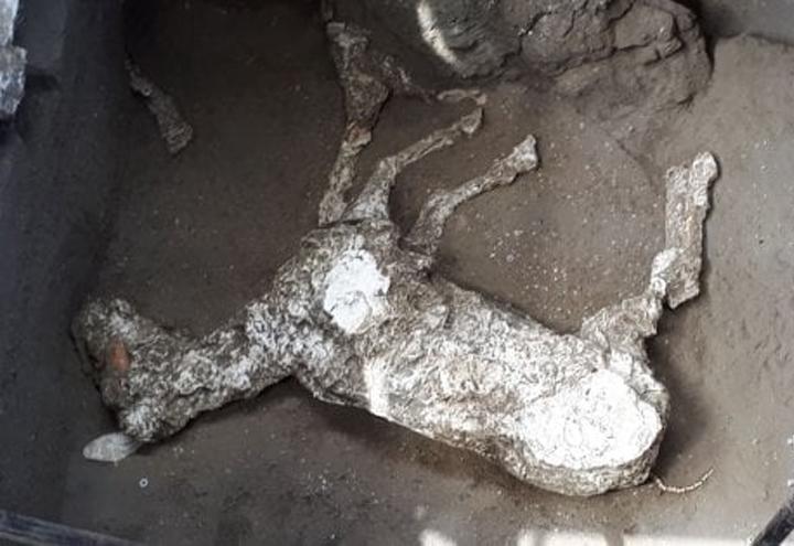 cavallo_pompei_2018