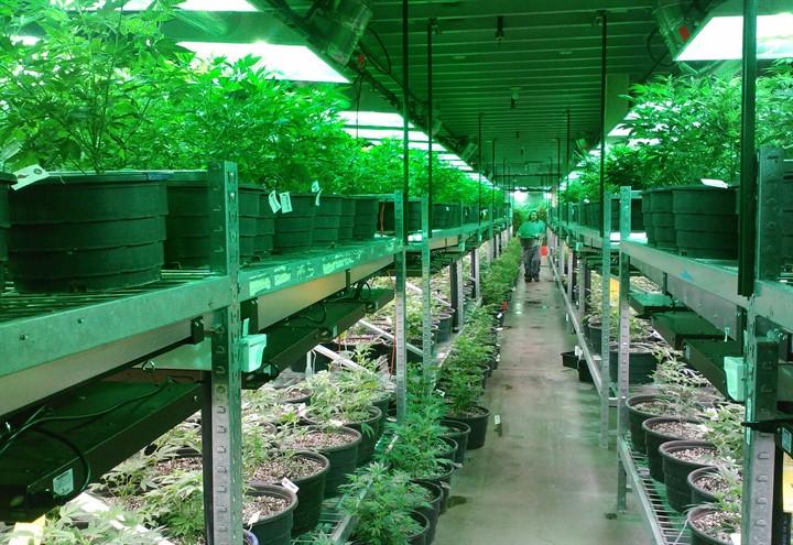 coltivazione_marijuana_cannabis_pixabay