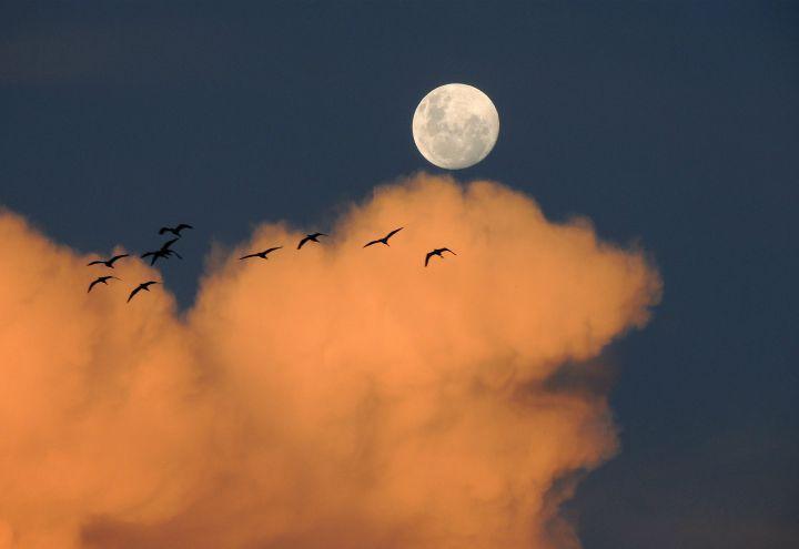 luna_sera_cielo_pixabay_2017