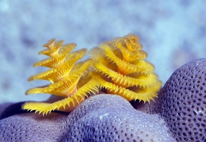 meraviglie_mare_cs
