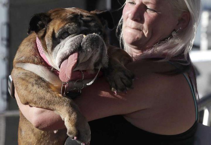 Zsa Zsa E Il Cane Piu Brutto Del Mondo Il Bulldog Inglese Vince La Sua Padrona Lei E Bellissima