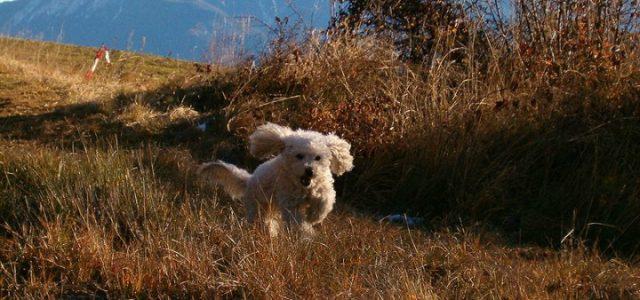 Due_cani_uniti_in_matrimonio