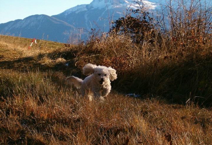 Due_cani_uniti_in_matrimonio