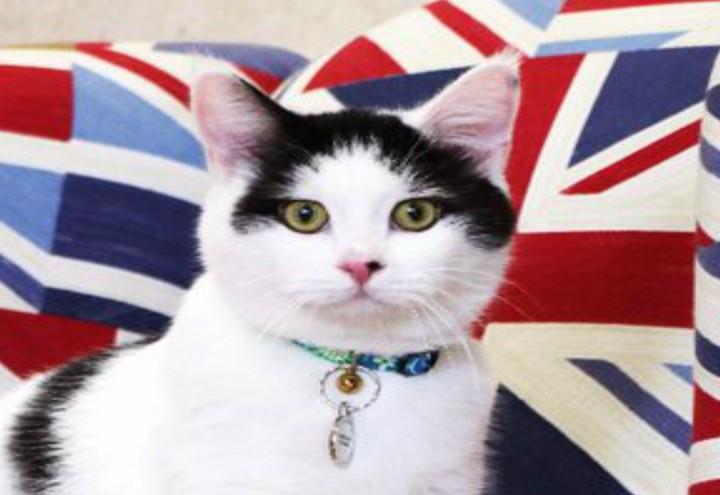 Il_gatto_diplomatico_Twitter_2017