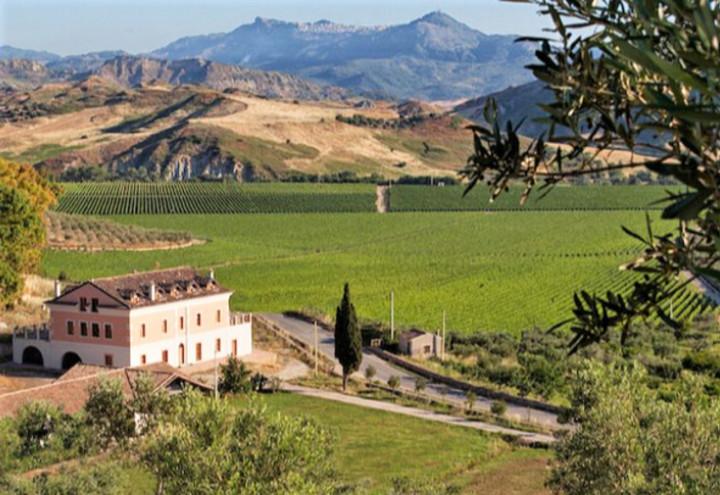 Librandi-Tenuta_Rosaneti