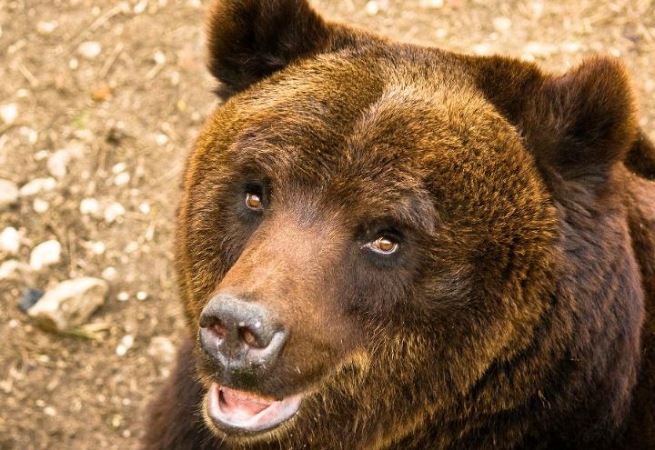 Orso_bruno_marsicano_wikipedia