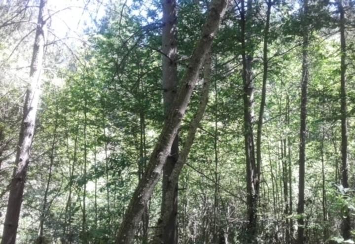 Parco_Sila