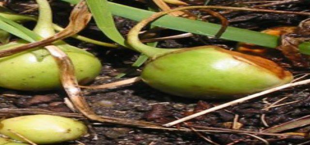 Spinaci_Avvelenat