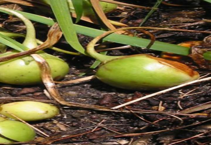 Spinaci_Avvelenat