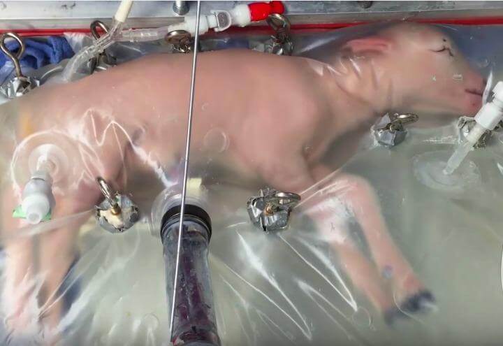 agnello_utero_artificiale_web_2017
