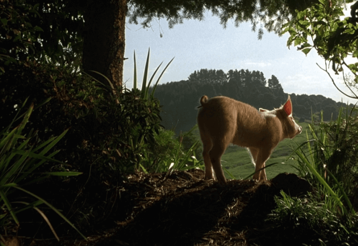 babe_maialino_coraggioso_film