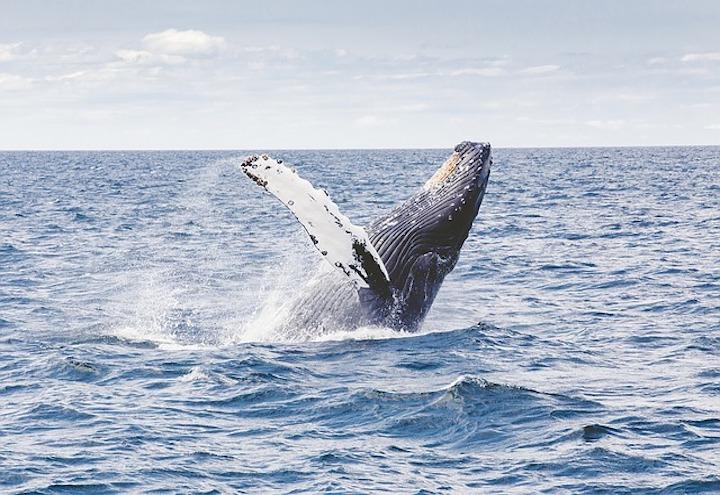 balena