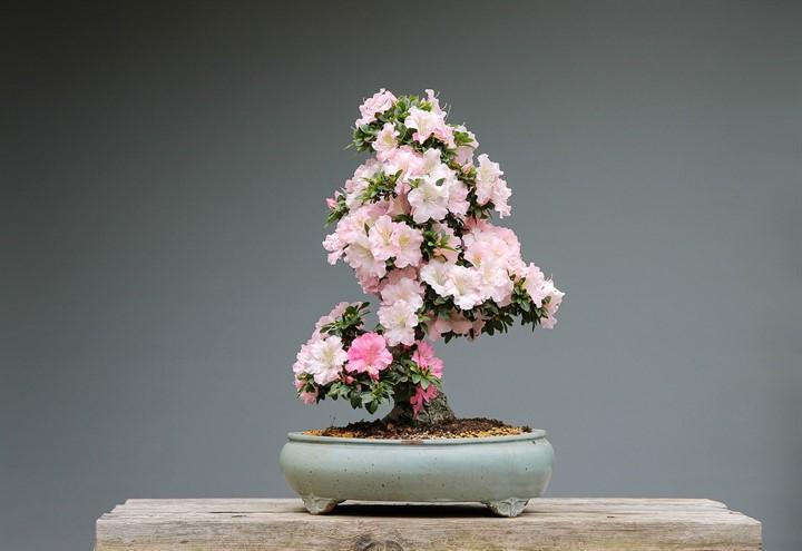 bonsai_azalea_pixabay