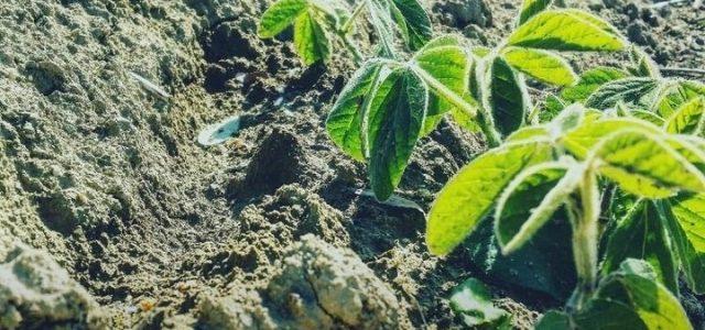 campo_orto_terra_pianta_agricoltura