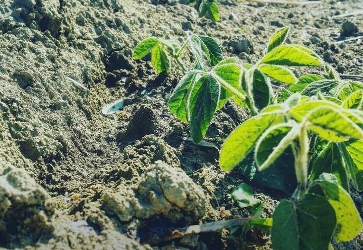 campo_orto_terra_pianta_agricoltura