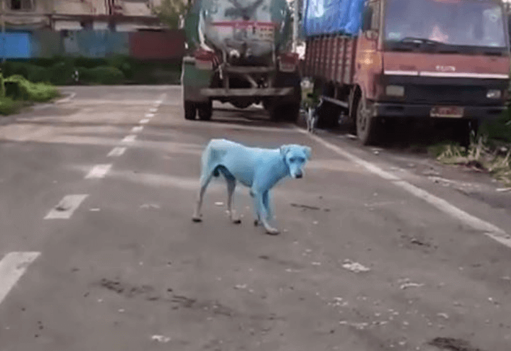 cane_blu_india_youtube