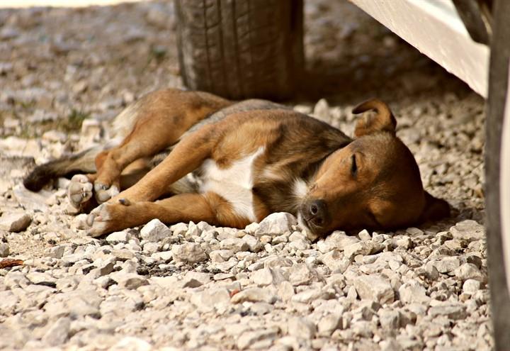 cane_randagio_pixabay