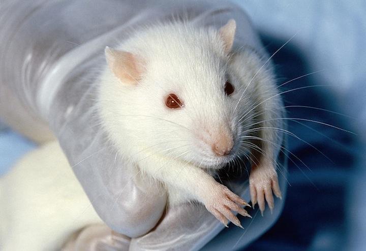 cavia_laboratorio_sperimentazione-animale-favorevoli-o-contrari