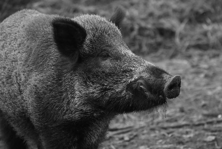 cinghiale_pixabay