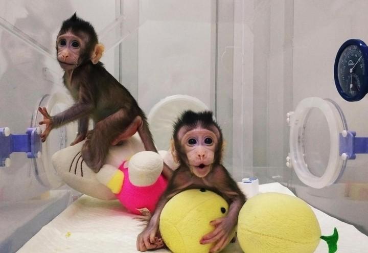 clonazione_macaco_lapresse_2018