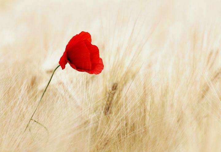 estate_grano_papavero_natura_pixabay_2017