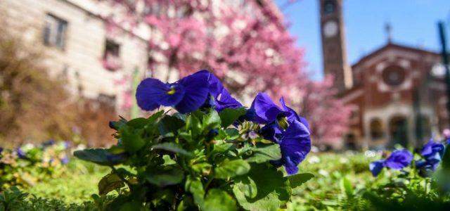 fiori_alberi_primavera_milano_meteo_lapresse_2017