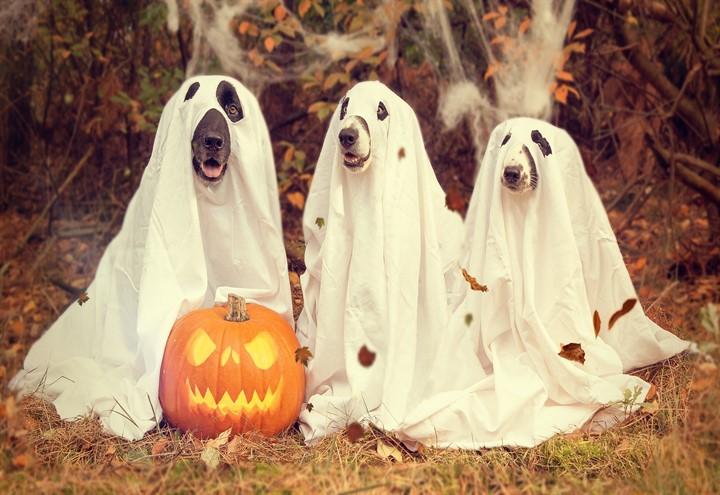 halloween_cani_pixabay