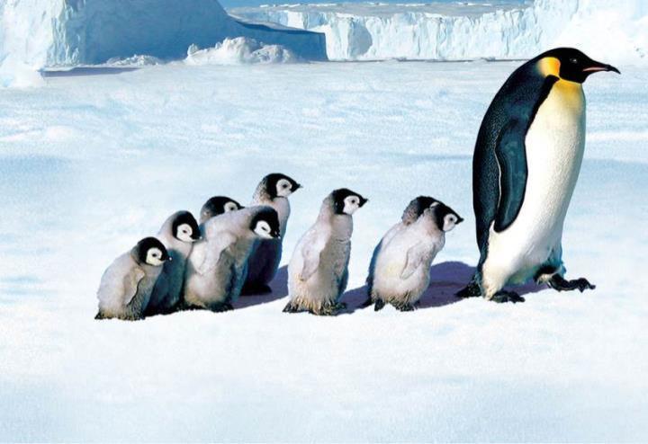 la_marcia_dei_pinguini_film