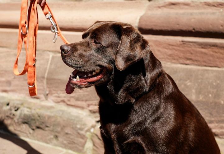 labrador_cane_web_2017