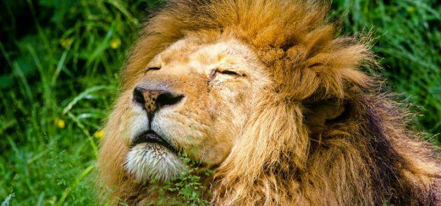 leone-pixabay