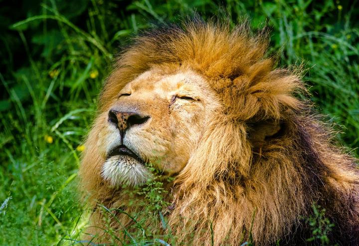 leone-pixabay