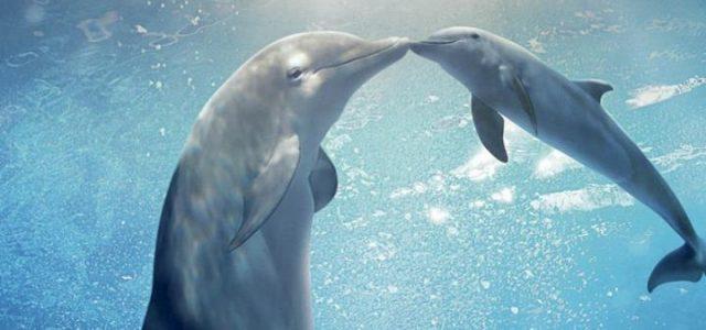 lincredibile_storia_di_winter_il_delfino_2