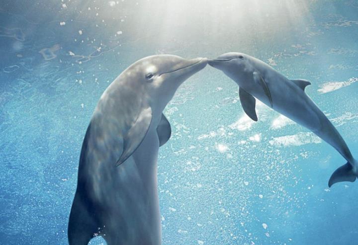 lincredibile_storia_di_winter_il_delfino_2
