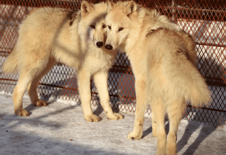lupo_animali_selvatici_lapresse_2017