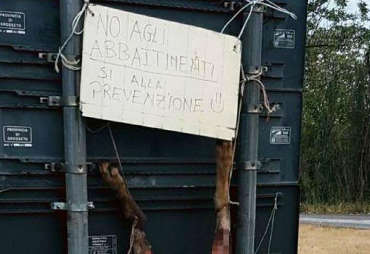 lupo_scuoiato_dagospia
