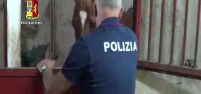 maltrattamento_cavalli_maneggio_polizia_animali_twitter_2017