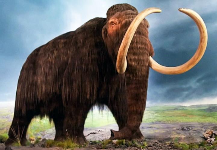 mammut_fb