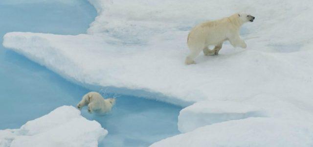 orso_polare_artico_antartide_ghiaccio_lapresse_2017