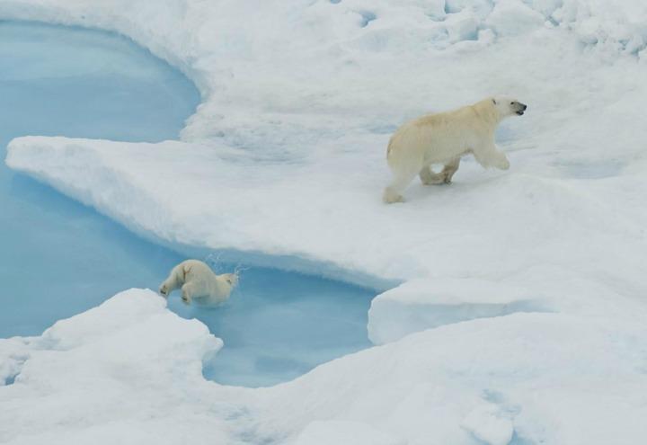 orso_polare_artico_antartide_ghiaccio_lapresse_2017