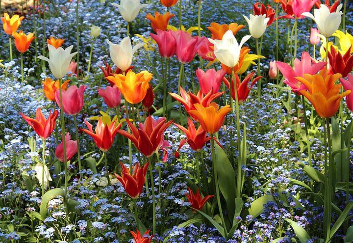 orto_botanico_giardino_pixabay_2017
