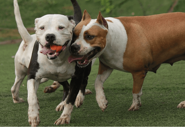 pitbull_pixabay