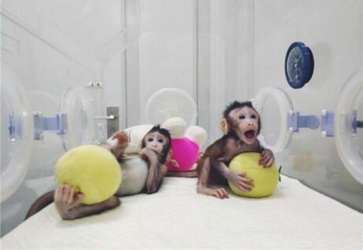 scimmie_clonate_cina_macachi_twitter_2018