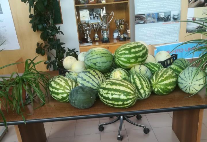 scuola_lavoro_angurie_mereghetti
