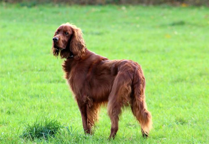 setter_cane_pixabay