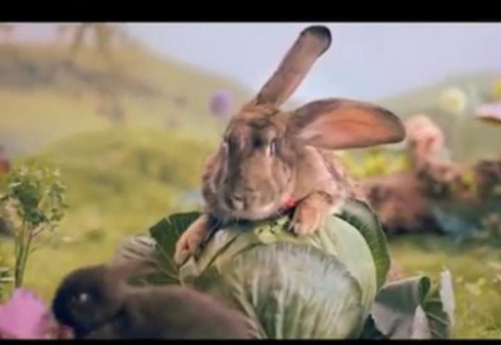 spot_conigli_natalita_polonia_youtube_2017