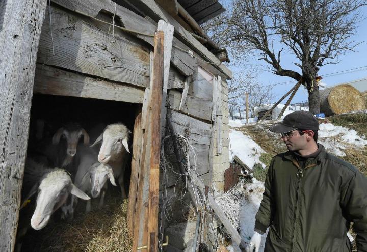 terremoto_agricoltore_allevamento_pecore_lapresse_2017