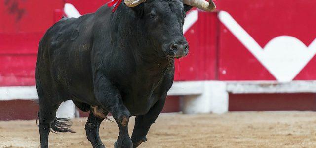toro-corrida_pixabay